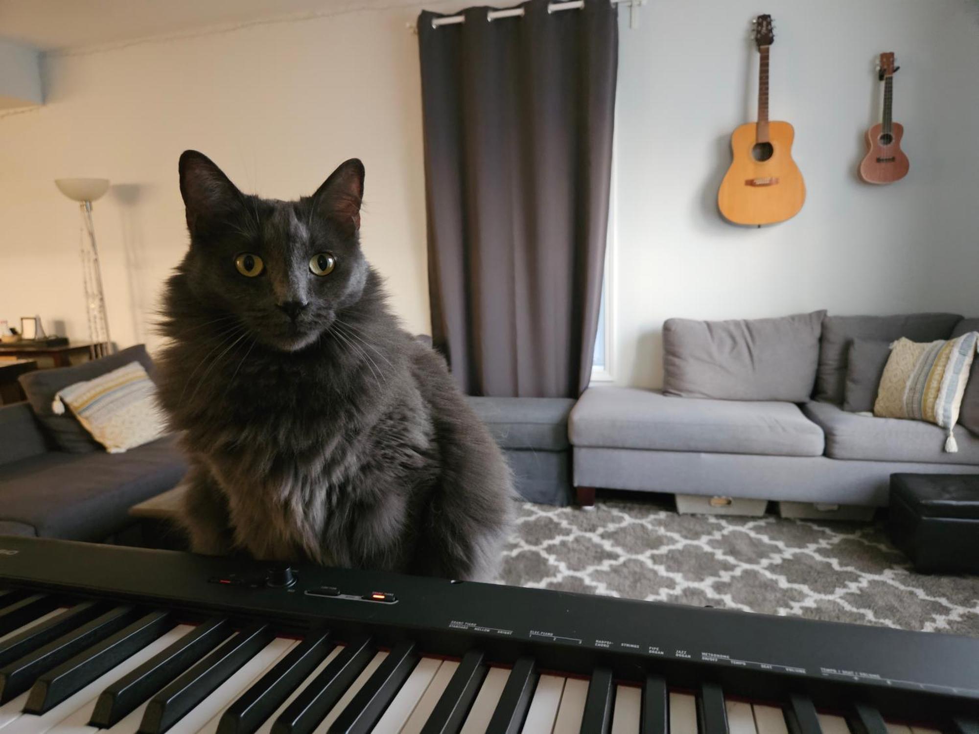 Homestay W Zuku The Cat - 10 Mins From Downtown, 20 From Airport *